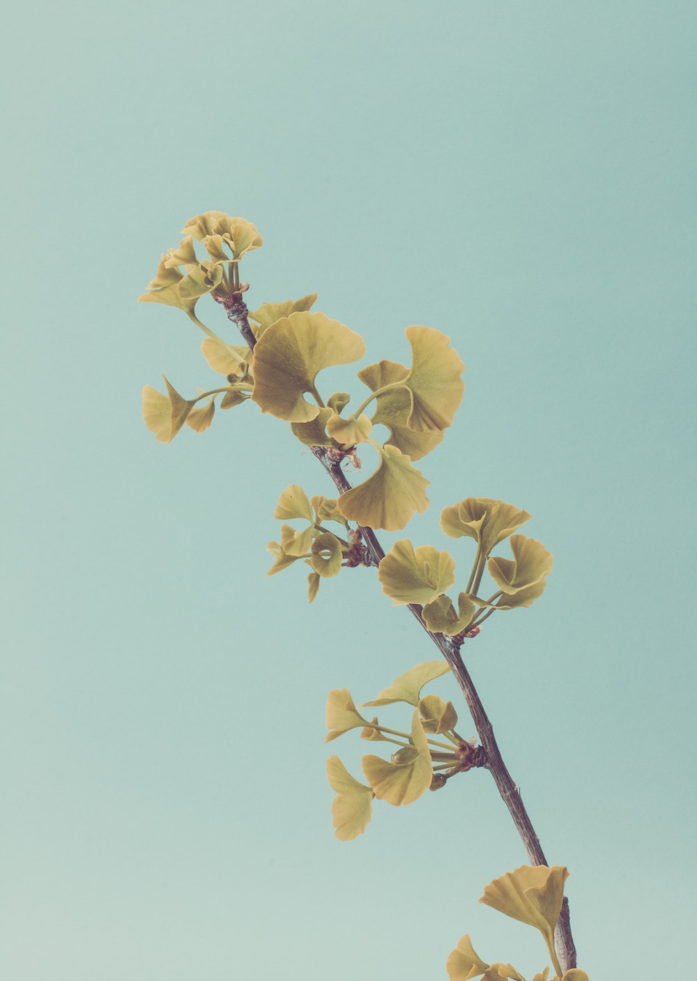 herbs-for-cognitive-function-being-well-aware